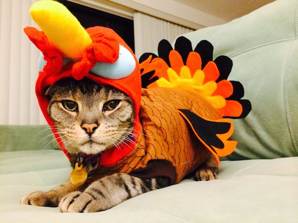 Thanksgiving Turkey-Cat